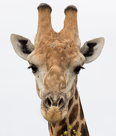 Giraffe male